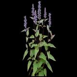 Anise Hyssop
