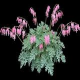 Fringed Bleeding Heart