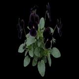 Starry Night Violet