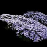Emerald Blue Moss Phlox