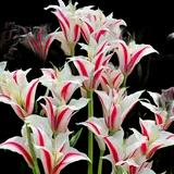 Marilyn Tulip