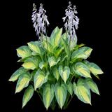 June Hosta