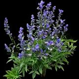 Blue Wild Indigo