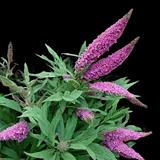 Pugster Pink Butterfly Bush