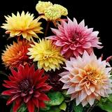 Dinnerplate Dahlia