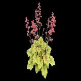 Electra Coral Bells