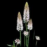 Foxtail Lily Desert Candle