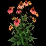 Purple Coneflower Rainbow
