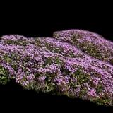 Red Creeping Thyme