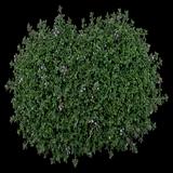 Elfin Creeping Thyme