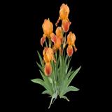 Siberian Iris 'Paprikash'