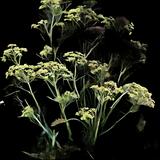 Bronze Fennel
