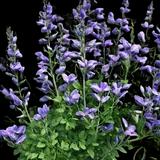 Dwarf Wild Indigo