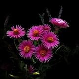 Lou Williams New England Aster