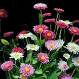 English Daisy Pomponette Mix