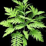 Sensitive Fern