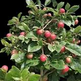 Honeycrisp Apple