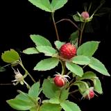 Wild Strawberry