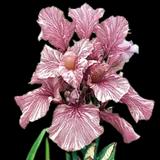 Baboon Bottom Bearded Iris