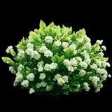 Limelight Hydrangea