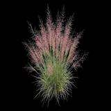 Purple Love Grass