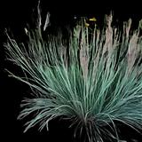 The Blues Little Bluestem