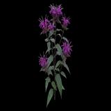 Balmy Purple Bee Balm