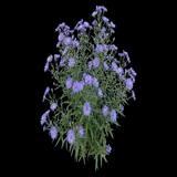 Fanny aster