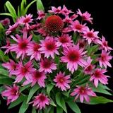 Delicious Candy Coneflower