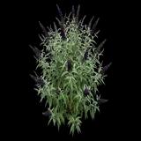 Black Knight Butterfly Bush