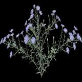 Eastern Silver Aster