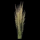 feather reed grass