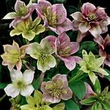 Lenten Rose Double Queen Strain