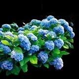 Nikko Blue Hydrangea