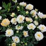 Popcorn Drift Rose