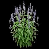 'Blue Fortune' Anise Hyssop