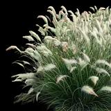 Hameln Dwarf Fountain Grass