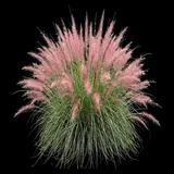 Karley Rose Fountain Grass