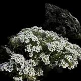 Snow Princess Sweet Alyssum