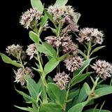 Common Milkweed