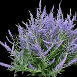 Crazy Blue Russian Sage