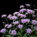 Wild Bergamot