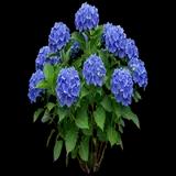 Let's Dance Rhythmic Blue Hydrangea