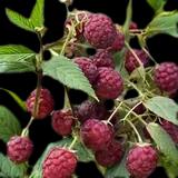 Crimson Night Raspberry