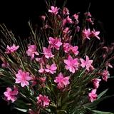 Belleza Dark Pink Gaura