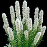 Floristan White Blazing Star