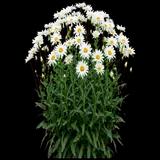 Shasta Daisy Daisy May
