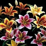 Tree Lily