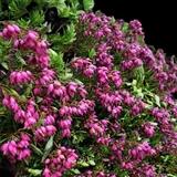 Myretoun Ruby Winter Heath