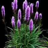 Blazing Star Gayfeather